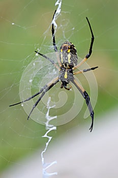Writing Spider, Underside Close Up