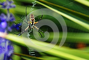 Writing Spider Weaves a Web