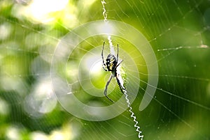 Writing Spider on the web