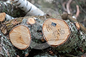 Written numbers and stamp with barcode on cross section of the tree, close up