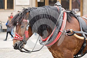 Wroclaw, Poland, carriage horse on the street shaking its head closeup detail, slow motion. Transport animals and tourism