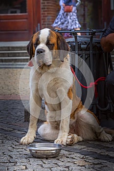 Wroclaw, Poland, Musician with a dog