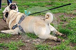 Wroclaw, Poland -  September 8 2019: Dog  parade Hau are you?: Pug dog is tired and thirsty. Pug lay on the grass after  long walk