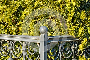 A wrought iron, cast iron fence with thick emerald green thuja, arborvitae hedge