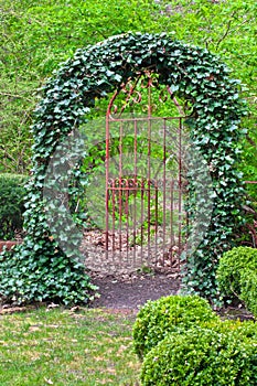 Wrought Iron Gate covered in ivy