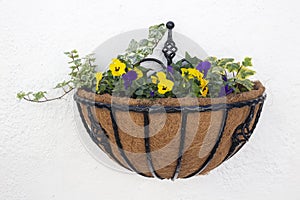 Wall basket planted with purple and yellow pansies and ivy, on a white textured wall