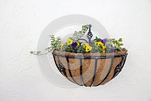 Wall basket plated with purple and yellow pansies and ivy, on a white textured wall