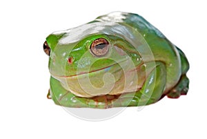 Wry frog photo
