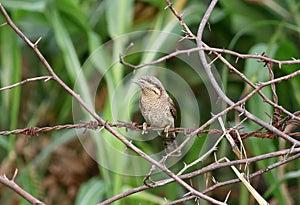 Wryneck