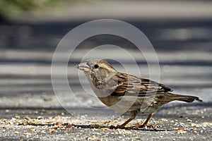 Sparrow eats corn