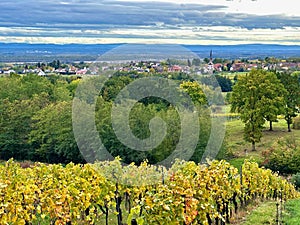 Wuenheim Village Nestled Among the Autumn Vines of Alsace