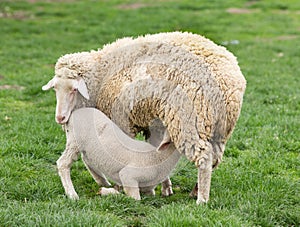 Wuerttemberg sheep photo