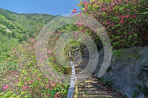 Wuhan cloud and mist mountain scenery in spring