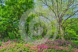 Wuhan East lake Forest Park scenery in spring