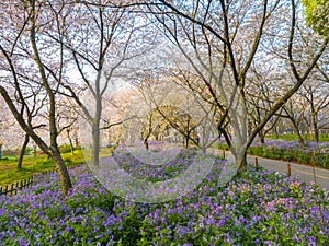 Wuhan East Lake Mountain Cherry blossom Garden Spring Scenery