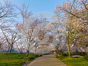 Wuhan East Lake Mountain Cherry blossom Garden Spring Scenery