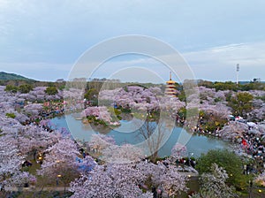 Wuhan East Lake Mountain Cherry blossom Garden Spring Scenery