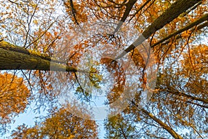 Wuhan Jiefang Park scenery in autumn