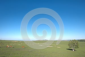 Wulan Butong Grasslands, Chifeng, Inner Mongolia