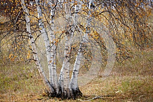 Wulanbutong autumn, Inner Mongolia, China