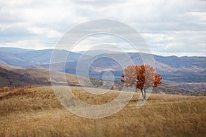 Wulanbutong autumn, Inner Mongolia, China