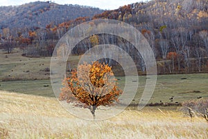 Wulanbutong autumn, Inner Mongolia, China