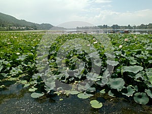 Wular lake