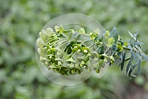 Wulfens spurge photo