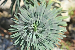Wulfens spurge photo