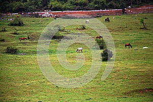 Wulong fairy mountain grassland