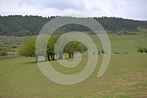 Wulong fairy mountain grassland