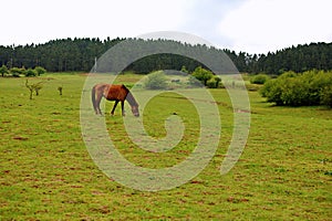 Wulong fairy mountain grassland