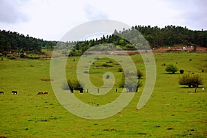 Wulong fairy mountain grassland