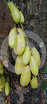 Wuluh starfruit grows on the tree