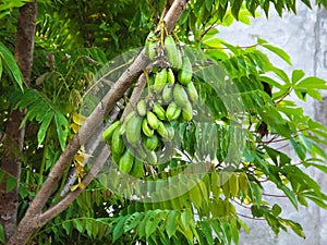 Wuluh starfruit in a tree ready for harvest