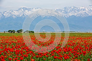 Wunderful poppy field in late may