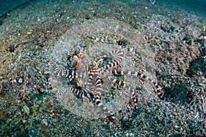 A Wunderpus Octopus Explores the Seafloor