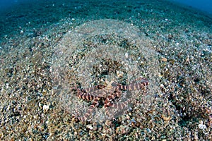 Wunderpus Octopus on Sand in Indonesia