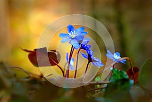 WunderschÃÂ¶ne LeberblÃÂ¼mchen in zauberhaftem Herbstwald