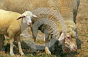 Wurtemberg Domestic Sheep, German Breed, Ewe and Lamb