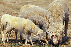 Wurtemberg Sheep, Breed from Germany