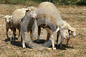 Wurtemberg Sheep, Breed from Germany, Herd