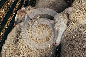 Wurtemberg sheep in farm pen