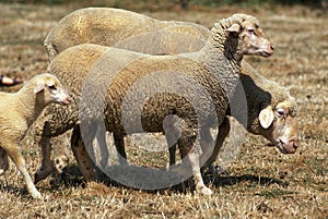 WURTEMBERG SHEEP FROM GERMANY