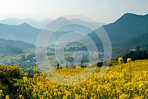 Wuyuan rape flower series 03-2020 Jiangxi,China