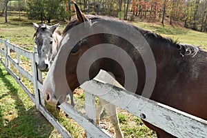 WV Farm Fun Horses