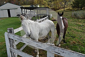 WV Farm Fun Horses