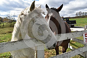 WV Farm Fun Horses