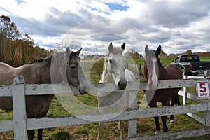 WV Farm Fun Horses