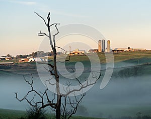 Dead tree frames WVU organic farm at Morgantown photo